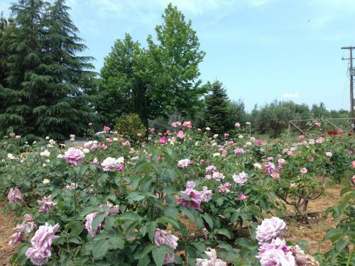 Agroturismo Beautiful Cottage With A Rose Garden