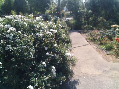 Agroturismo Beautiful Cottage With A Rose Garden