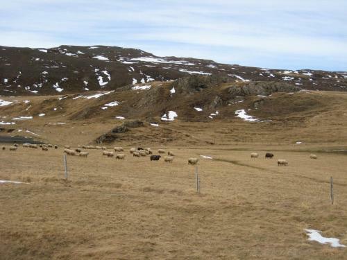 �sbrandsstadir Cottage