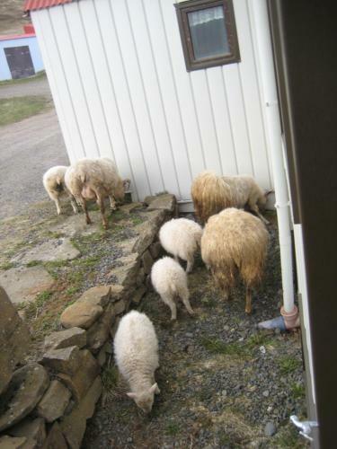 �sbrandsstadir Cottage