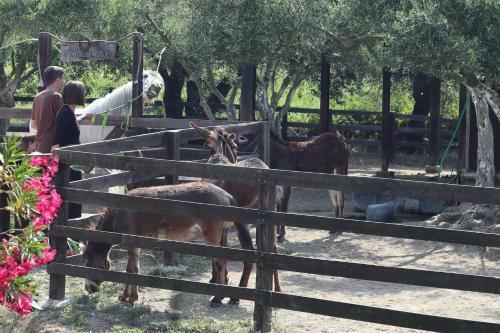 Agroturismo Honigtal Farmland