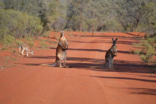 Gundabooka National Park Cottages