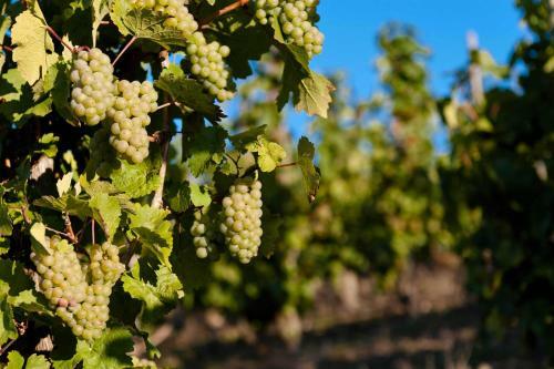 Weinhotel Restaurant Klosterm�hle