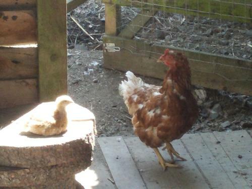 Agroturismo Funny-farm