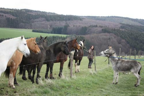 Agroturismo Funny-farm