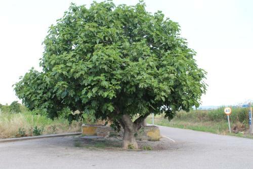 Agroturismo Ca La Provid�ncia