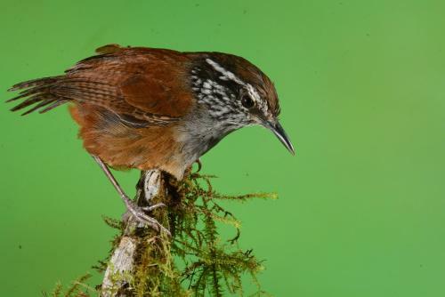Birdwatchers House Y Lodge