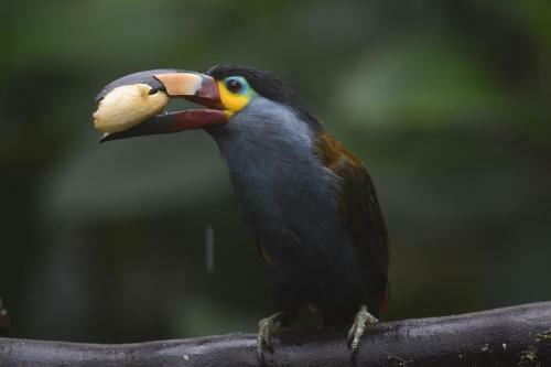 Birdwatchers House Y Lodge