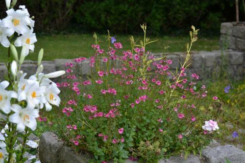 Bed & Breakfast Le Manoir de Bonningues Les Ardres
