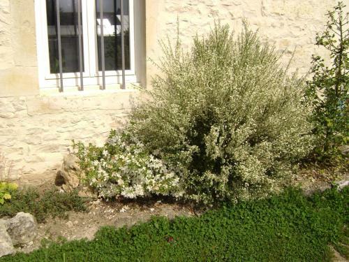 Bed & Breakfast Les Petunias