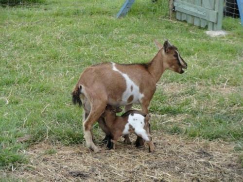 House Le G�te de La Petite Ferme