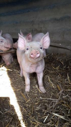 Bed & Breakfast La Ferme Du Bouton D'or