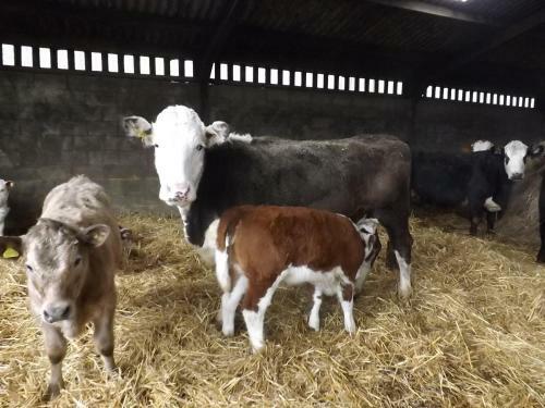 Bed & Breakfast Peartree Farm
