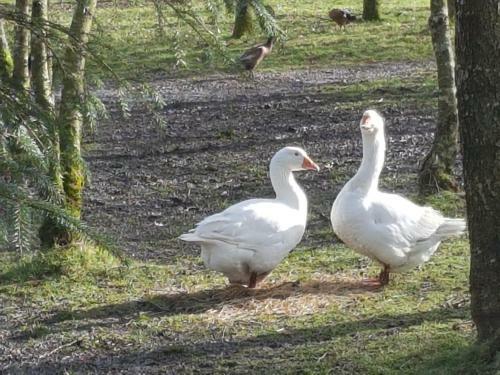 Thornbury Holiday Park