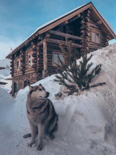 Mountain Cricket Chalets And Apartments Gudauri