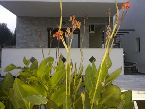 Villa Oliva