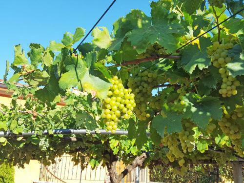 Holiday Home Villa Franka