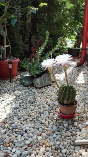 Apartamento Gabriella Nyaral�
