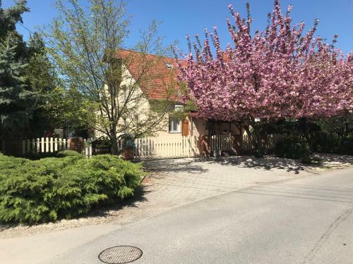 Hostal Kis Sz�rcsa Vend�gh�z