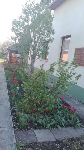 Plajbi Apartment