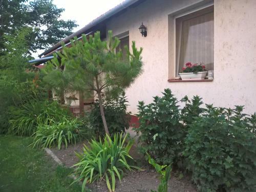 Hostal Fej�rv�ri Vend�gh�z