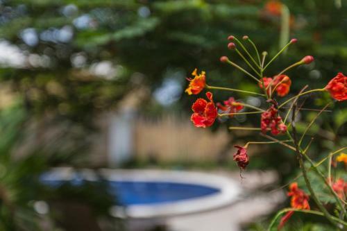 Bed & Breakfast Kelapa Cottage