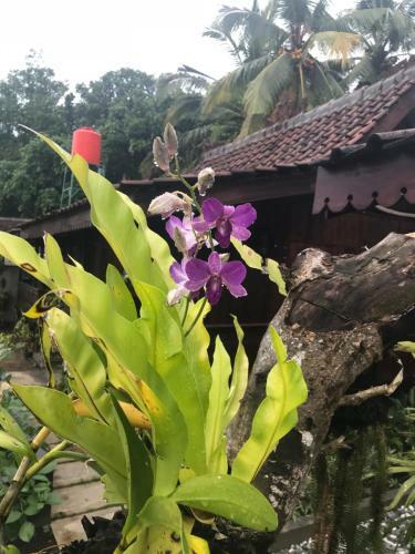 Villa The Wisma