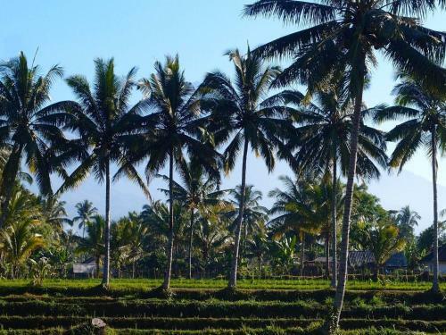 Hostal Les Rizieres Lombok
