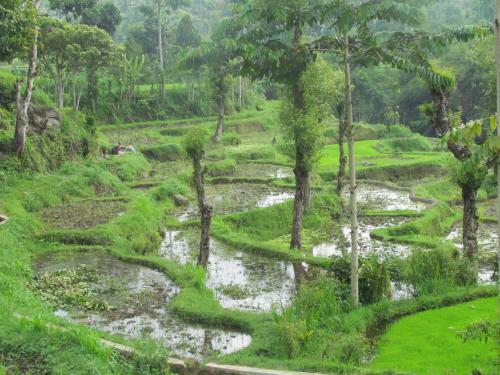 Tetebatu Indah Homestay