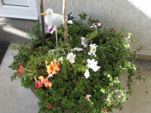 Hostal Guest House Villa Alea