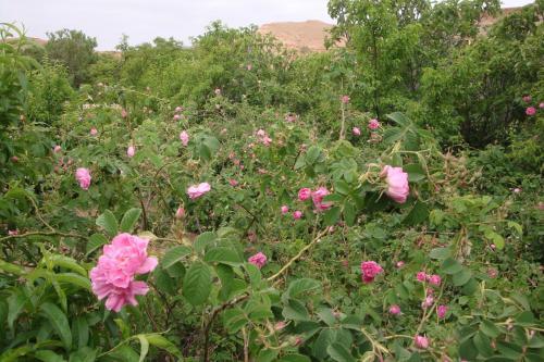 Bed & Breakfast G�te D'�tape Tamaloute