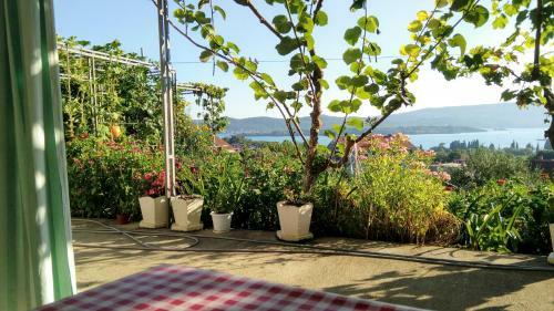 Apartmani Bosco