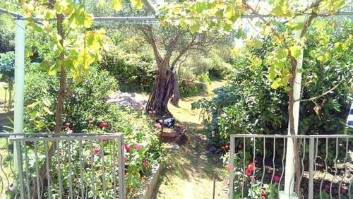 Apartmani Bosco