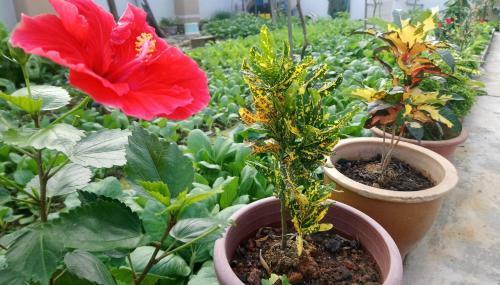 Tangkak Greenville Homestay