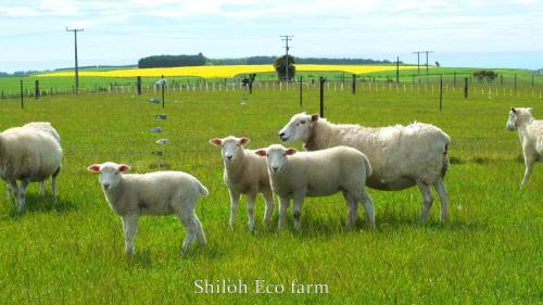 Agroturismo Shiloh Eco Farm