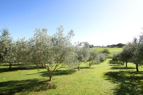Bed & Breakfast Ohaupo Olives