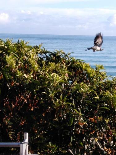 Sea Breeze Lodge B&B