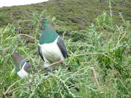 Bed & Breakfast Otaki Bnb