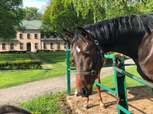 Hotel Dworek Bielin