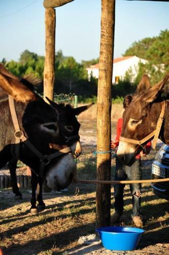 Agroturismo Quinta Pero Vicente
