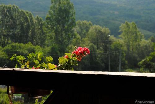 Hostal Pensiunea Casa Butnarului