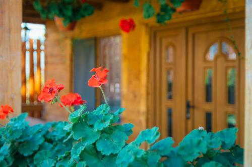 Hostal Casa Gherman
