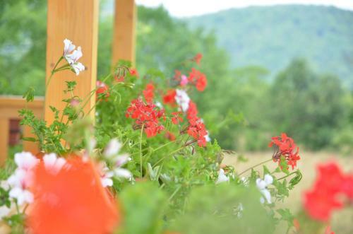 Hostal Pensiunea Poezii Alese