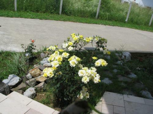 Hostal Pensiunea Neredy