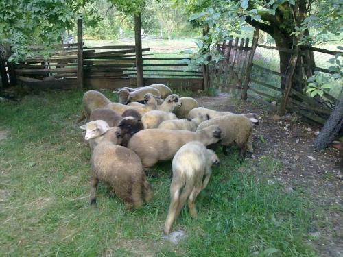 Bed & Breakfast Vodopad Lisine