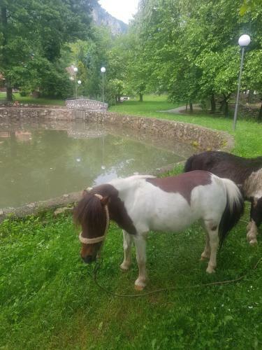 Bed & Breakfast Vodopad Lisine