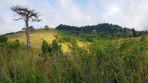 Vnb Apartman Tornik-zlatibor