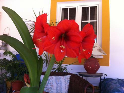 Hostal Monte Da Boa Vista - Descanso Perfeito