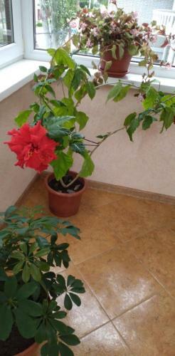 Hostal Guest House Lukomorye