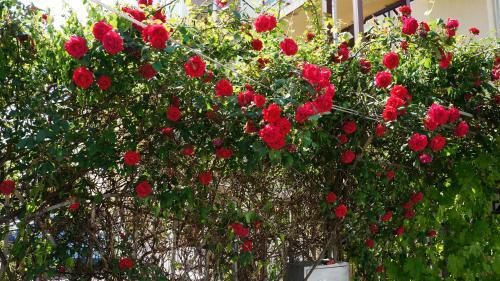 Hostal Avatar Guest House